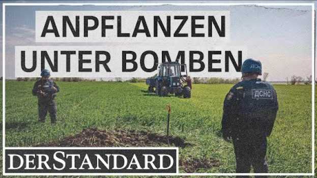 Video Anpflanzen im Minenfeld: „Wir können den Anbau nicht stoppen“ su italiano