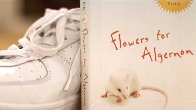 Video Flowers for Algernon by Daniel Keyes (Book Summary and Review) - Minute Book Report su italiano