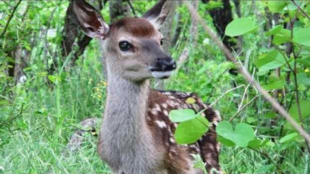 Video GOLE DEL SAGITTARIO, la voce degli ANIMALI del BOSCO auf Deutsch
