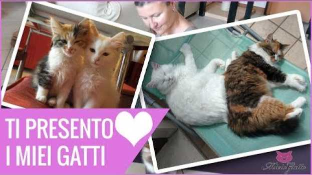 Video Ti presento i miei gatti: ❤ Lady e Oscar ❤ e la mia vita con loro en español