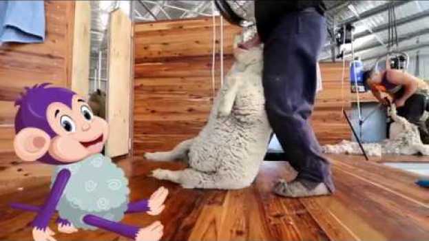 Видео Curious Tots: How wool is made into fabric - from farm to shearing shed to mill | Educational videos на русском