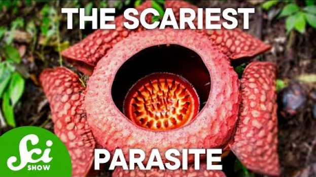 Video The 4 Creepiest Parasites on Earth (This Will Keep You Up at Night!) auf Deutsch