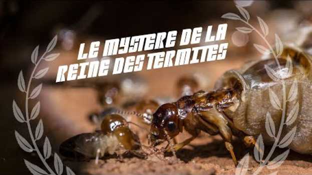 Video Le mystère de la reine des termites | #BA2Sc #12 auf Deutsch