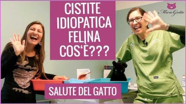 Video Cistite idiopatica felina: perché il gatto ha problemi con la pipì e lo stress? em português