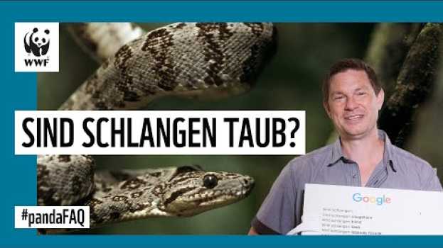 Video Sind Schlangen taub? Interview mit Herpetologe Dirk Embert | WWF Deutschland in English