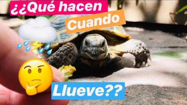 Video ❤️QUE HACEN LAS TORTUGAS CUANDO LLUEVE🌦 / TORTUGAS DE TIERRA / TORTUGAS RUSAS in English