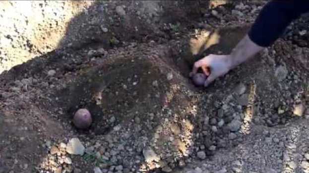 Видео SIEMBRA de PATATAS || Formas de plantar || Como y Cuando sembrar patatas || EN PT FR RU CN на русском