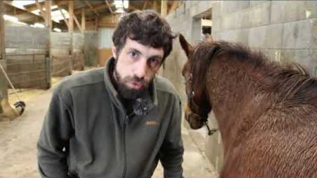 Видео Entretien des sabots : Comment faire le parage de votre cheval ? на русском
