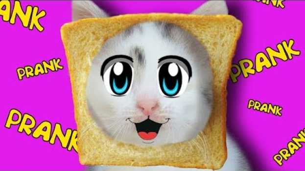 Video РОЗЫГРЫШ НАД КОТАМИ! СМЕШНОЙ КОТ И КОШЕЧКА МУРКА ! ПРИКОЛЫ С КОТАМИ! ОЧЕНЬ СМЕШНОЙ ПРИКОЛ   türkçe