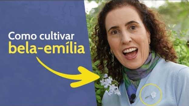 Video 💙📌 A Flor que Cola na Roupa! Como Cultivar Bela-emília | Nô Figueiredo in English
