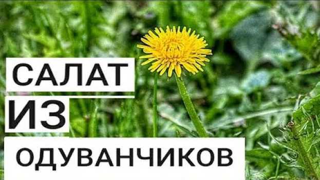 Video Салат из Одуванчиков. Как Приготовить Полезный Весенний Корейский Салат за 0 рублей. auf Deutsch