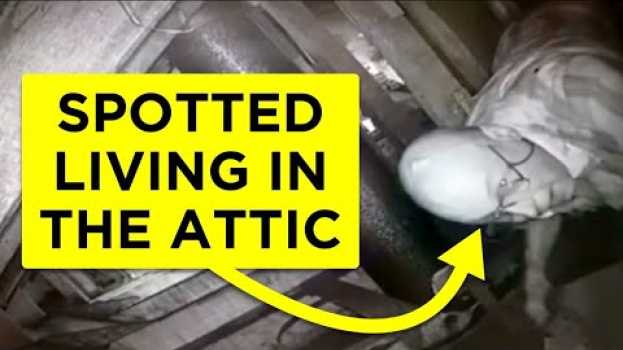 Video Unwelcome Strangers Found Living in Other People’s Homes po polsku