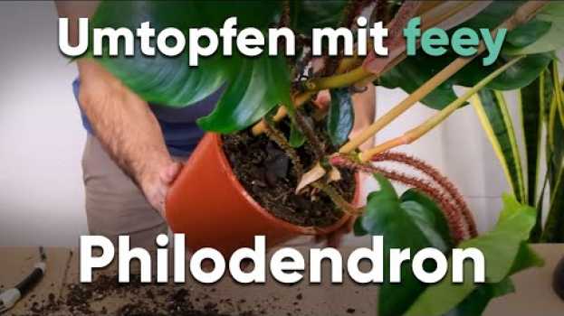 Video Wie topfe ich einen Philodendron um? - Umtopfen mit feey en français