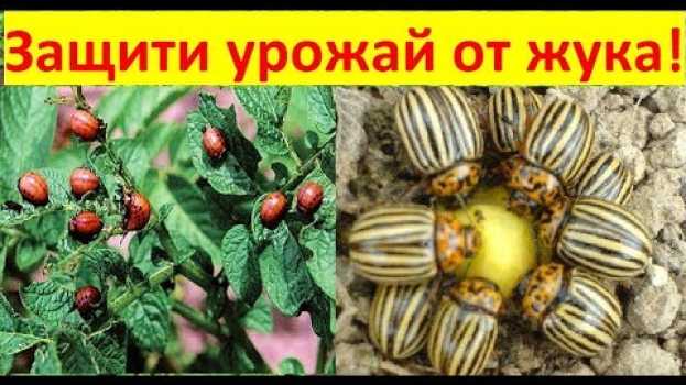 Video С этой защитой ЖУКА НЕ БУДЕТ всё лето! in English