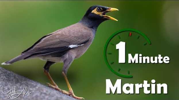 Video Une minute pour un oiseau : martin (martin triste) - Yabalex su italiano