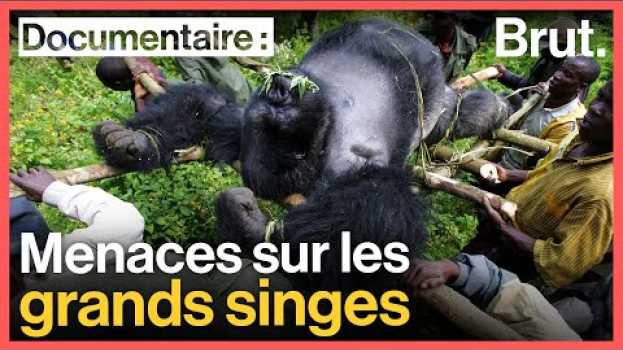 Видео Pourquoi les grands singes sont menacés d'extinction ? на русском