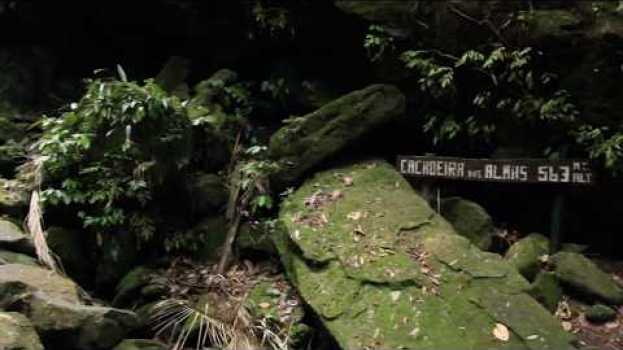 Video Trilha Floresta da Tijuca e Cachoeira das Almas - Nattrip po polsku