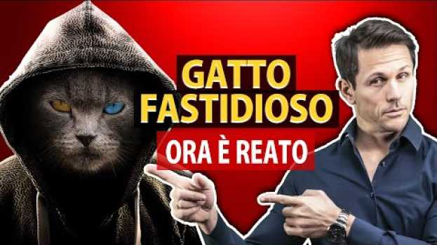 Видео Dare fastidio con il gatto da ora è reato | avv. Angelo Greco | Questa è la Legge на русском