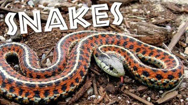Video All About Snakes for Kids: Learn about Snakes for Children - FreeSchool em português