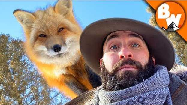 Video Can Coyote Outfox a Fox?! auf Deutsch