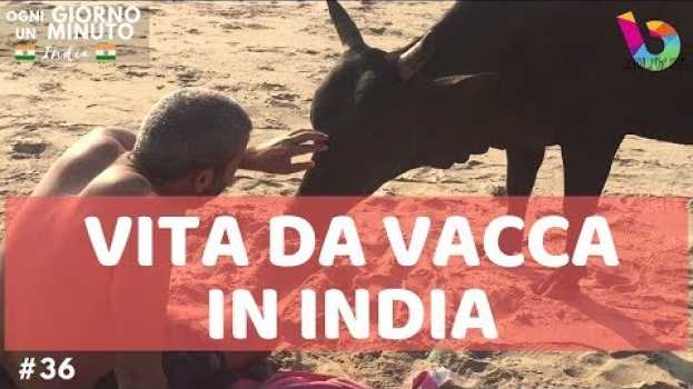 Video ESSERE MUCCA IN INDIA - Sacred cows in India (Sub ENG) | Ogni Giorno Un Minuto Vlog #36   türkçe