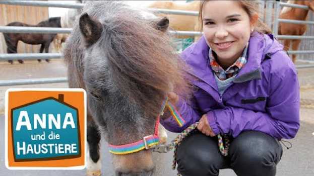 Video Pony | Information für Kinder | Anna und die Haustiere po polsku