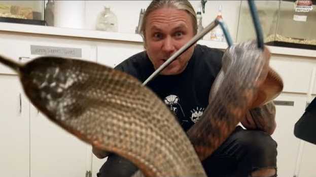 Видео HANDLING SOME VERY DEADLY SNAKES!! | BRIAN BARCZYK на русском