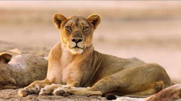 Video This Flirty Lioness is Putting on A Show em português
