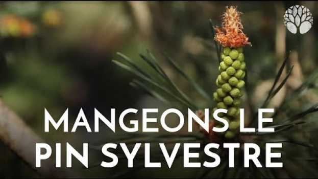 Video Avez-vous déjà goûté le pin sylvestre ? in English