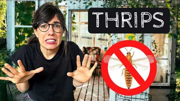 Video GET RID OF THRIPS! | How to get rid of thrips? su italiano