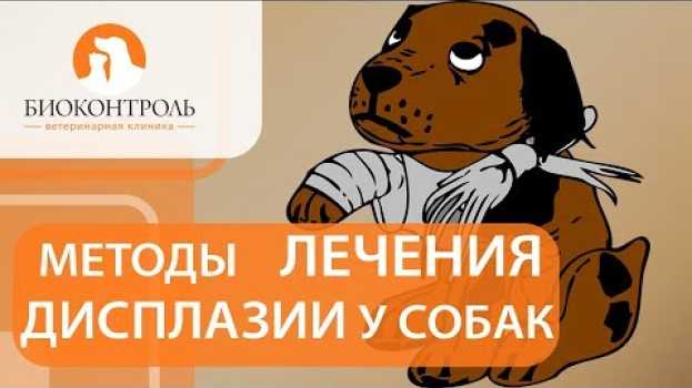 Video Дисплазия у собак. @ Диагностика и способы лечения дисплазии у собак. Биоконтроль. em português