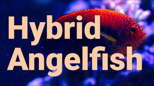 Video Hybrid angelfish are more common on coral reefs than you think! en español