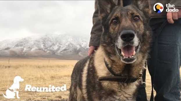 Видео Military Dog Is SO Happy To Finally Be Home With His Dad | The Dodo Reunited на русском