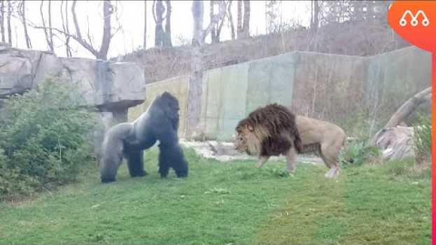 Video LEÃO vs GORILA: QUEM GANHA ESSA LUTA? Lion vs Gorilla   türkçe