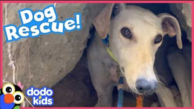 Video Rescuers Help Mama Dog Get Her Puppies Off A Mountain | Rescued! | Dodo Kids en español