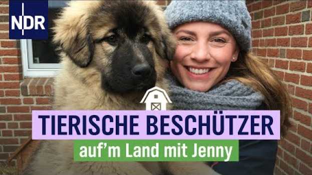Video Junge Hunde und Katzenbabys - Nachwuchs bei Jenny & Sven Ole Johansson | Folge 6 | NDR auf'm Land in English