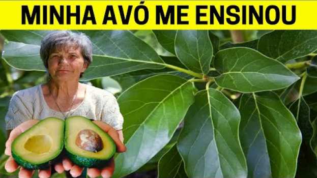 Video FOLHA DE ABACATE FERVIDA É MUITO PODEROSA! VEJA QUE ACONTECE NO SEU CORPO É INCRÍVEL po polsku