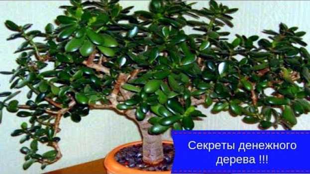 Video Секреты денежного дерева !!! Чтобы дома водились деньги !!!   türkçe