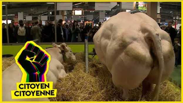 Видео Vaches dopées aux OGM, scandale dans nos assiettes на русском