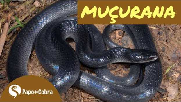Video Conheça a cobra não venenosa que te ajuda a espantar as cobras venenosas.   türkçe