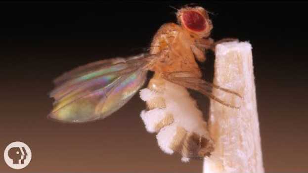 Video This Killer Fungus Turns Flies into Zombies | Deep Look em português
