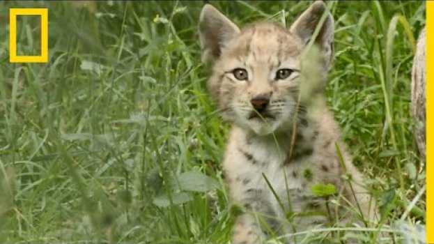 Video Un lynx eurasien s'occupe de ses bébés em português