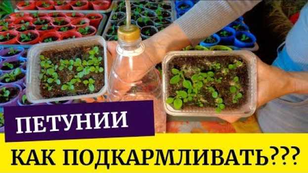 Video Когда и чем подкормить молодые петунии? Первая подкормка in English