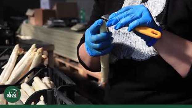 Видео Asparagi italiani: dalla raccolta alla vendita | DIVA на русском