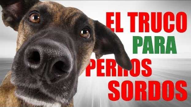 Video Ahora YA SABES como ADIESTRAR un Perro SORDO in English