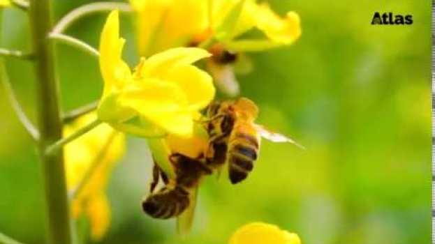 Video Un’assicurazione sulla vita: la biodiversità en español