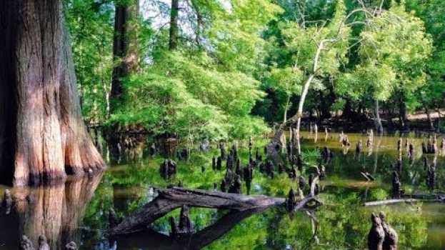 Video Pisa -  il Parco naturale di Migliarino San Rossore Massaciuccoli en español
