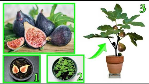 Video FICO, come far nascere una piantina dagli scarti del frutto, how to grow fig tree, higuera en español