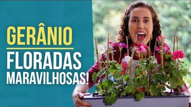 Video COMO CULTIVAR GERÂNIO | Nô Figueiredo in English