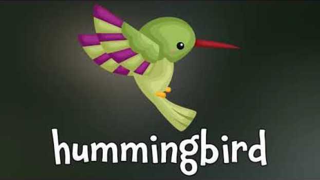 Video Birds! Learn about Birds su italiano